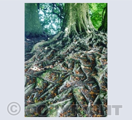 The Magic Wishing Tree