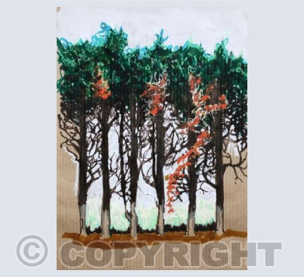 Afternoon sun through the trees, 2018