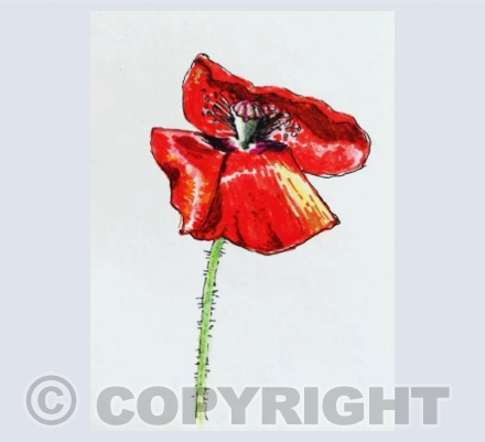 Poppy, 2019