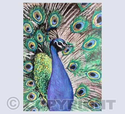 Peacock, 2018