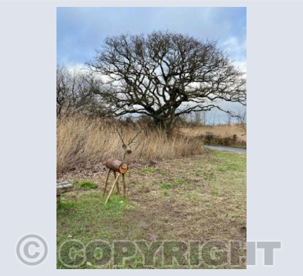 Rudolph at the Wetlands