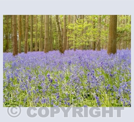 Bluebell 1