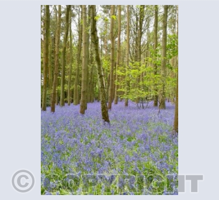 Bluebell 2