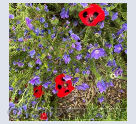 Poppies