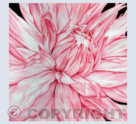 Pink Flower