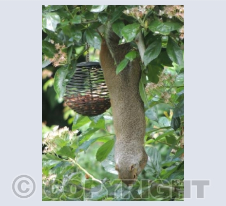 Cheeky Squirrel
