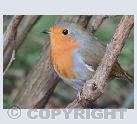 winter Robin
