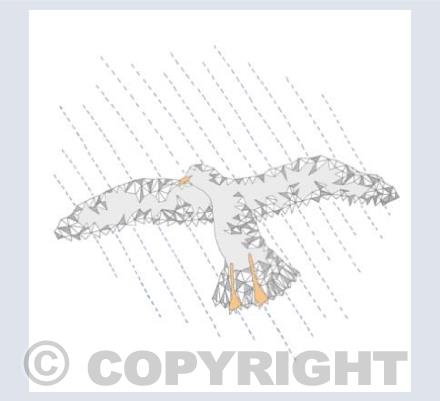 seagull