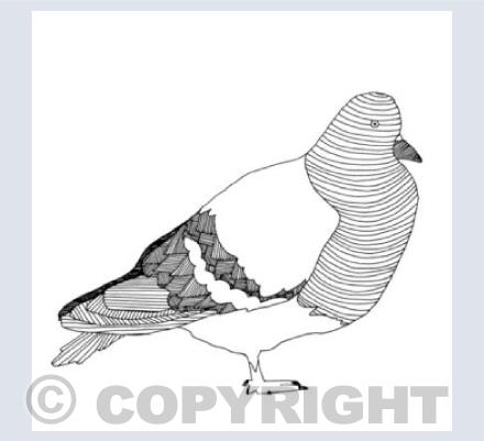 pigeon