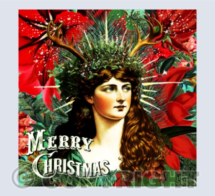 The Christmas Rose