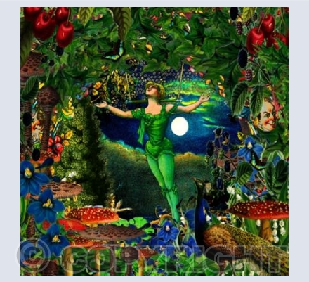 The Midnight Acrobat