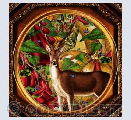Deer