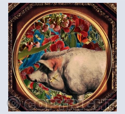 Pig