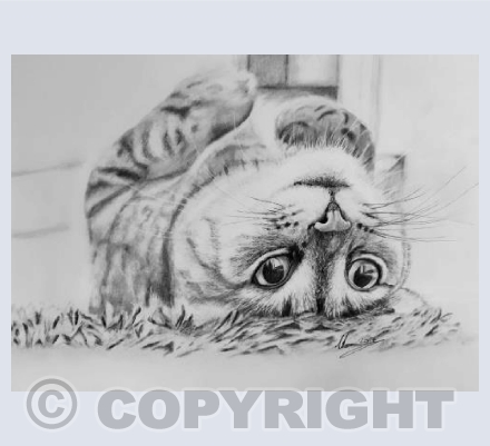 Lazy cat