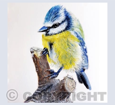 Blue Tit
