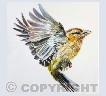 Chaffinch