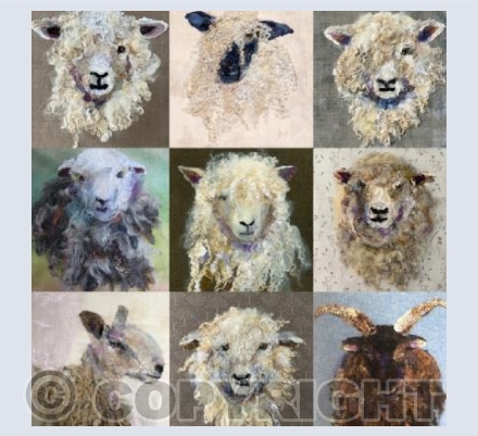 Sheep Compliation
