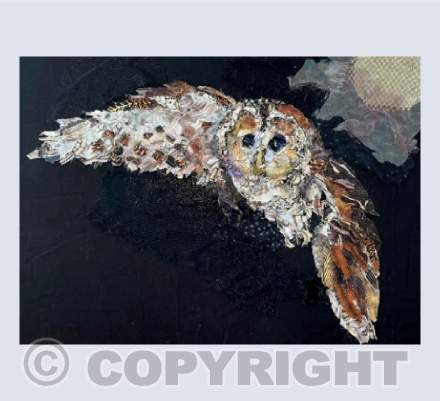 Tawny Owl