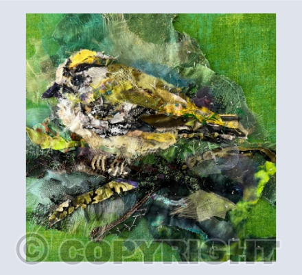 Goldcrest