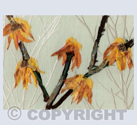 Witch Hazel