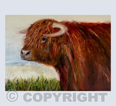Highland Bull