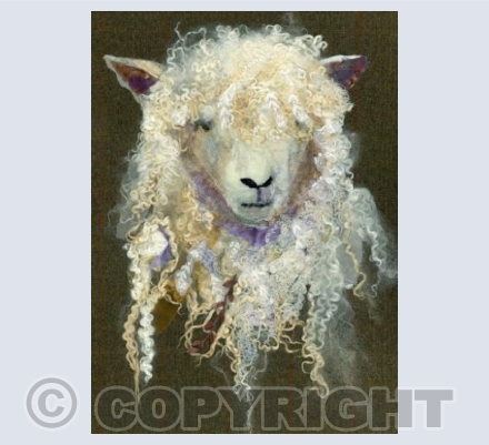 Cotswold Sheep