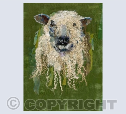 Wensleydale Sheep