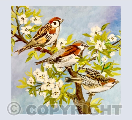 Three Sparrows