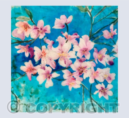 Cherry Blossom