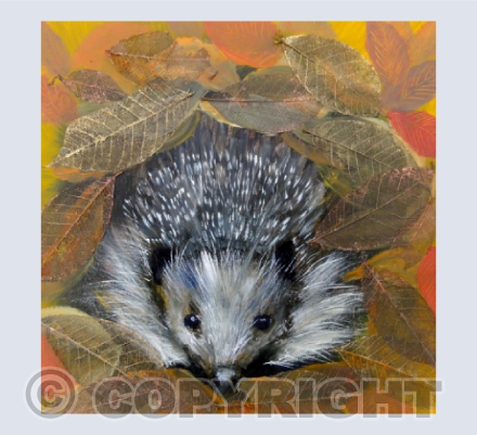 Hedgehog