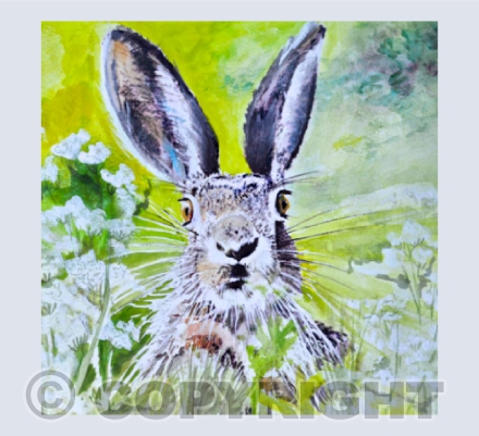 Spring Hare