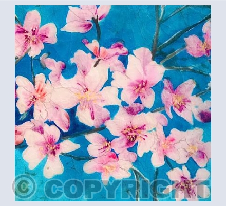 Cherry Blossom