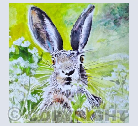 Spring Hare