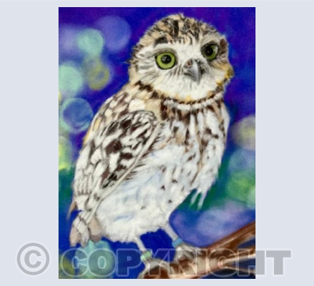 Burrowing Owl