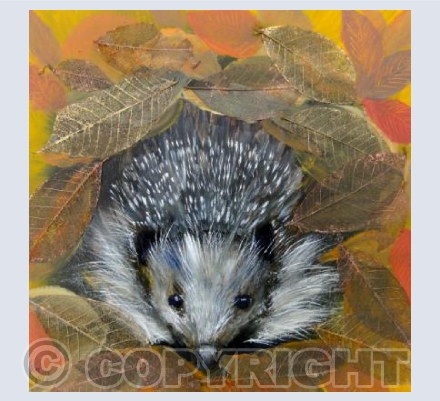 Hedgehog