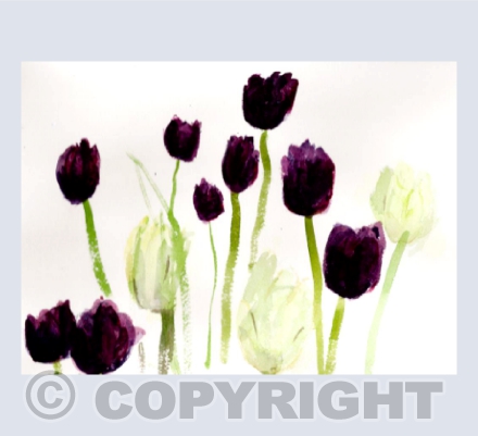 Dark and Pale Tulips
