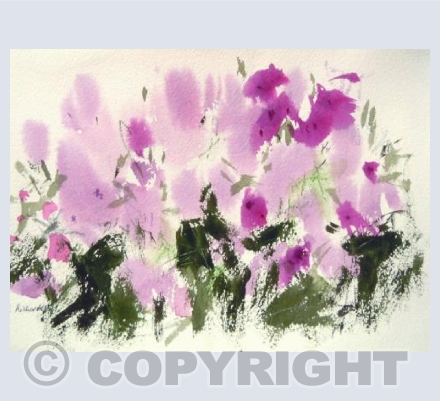 Rhododendron, Dulwich Park