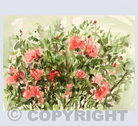 Rose Bush
