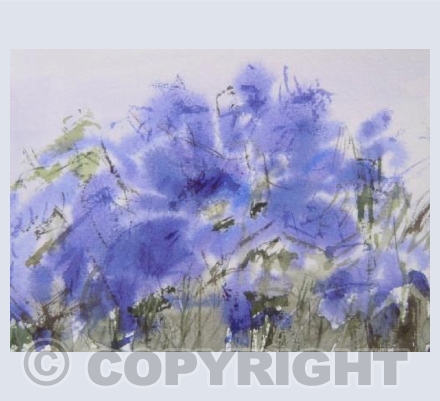 Californian Violet