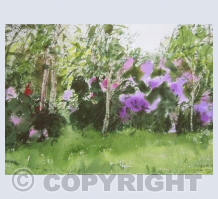 Rhododendrons, Dulwich Park (Evening)