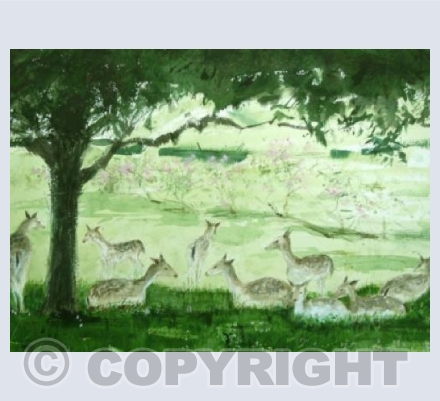Deer, Knole Park