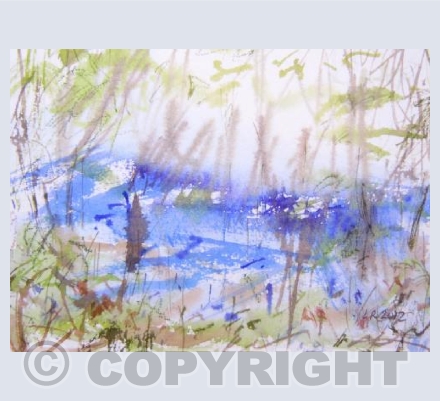 Bluebells, St Andrew's Wood