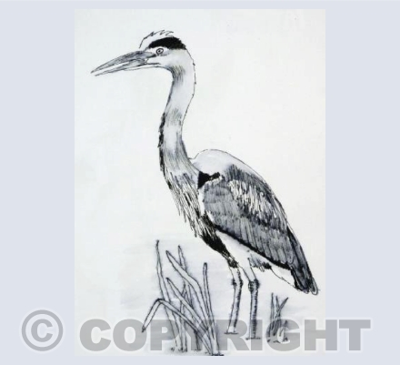 Heron