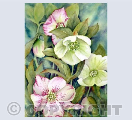 Hellebores