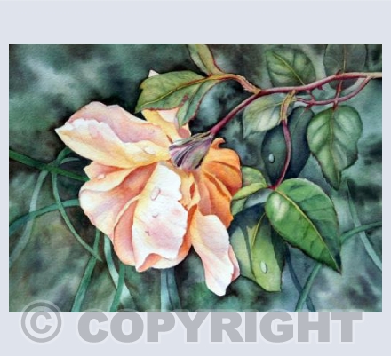 Rose in the Rain