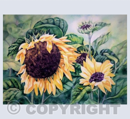 Sunflowers