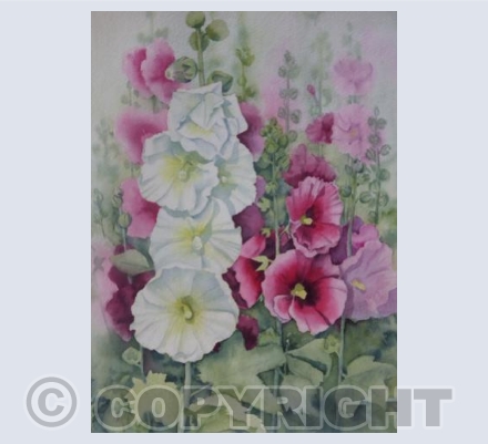 Hollyhocks