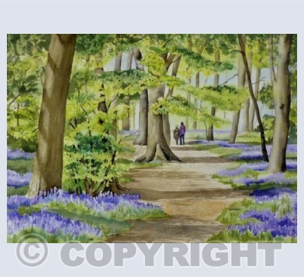Bluebells at Park Corner