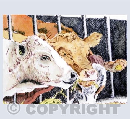 Cows