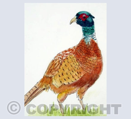 Pheasant